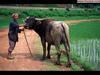 china064 - Asiatic Water Buffalo