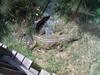 Crocodile at Tel Aviv zoological center. By: Shai Bohr, israel