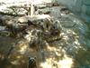 Bears at Tel Aviv zoological center. By: Shai Bohr, Israel