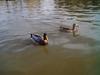 Ducks at Ramat Gan national park, Israel
