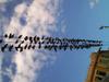Pigeons, Alenby street, Tel Aviv