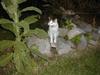 This is Ivan, my Cat