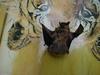 a Bat my cat caught