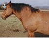 horse13