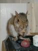 Grey Squrill..sorry for the spelling