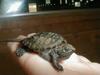a widdle baby Snapping Turtle.