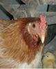 chicknchicken