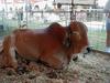 cow thing