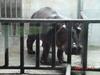 Hippo (Jeonju Zoo)