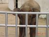 Asiatic Elephant (Jeonju Zoo)