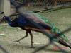 Indian Peacock - blue peafowl (Pavo cristatus)