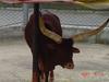 Long-horned cattle