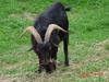 Black goat