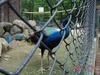 Indian Peacock - blue peafowl (Pavo cristatus)