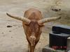 Long-horned Cattle
