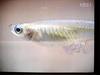 Korean Killifish, 송사리, Oryzias latipes, male with eggs 2002-06-19