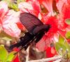 Long-tailed spangle butterfly 2001-04-27