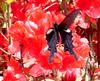 Long-tailed spangle butterfly 2001-04-27