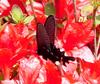 Long-tailed spangle butterfly 2001-04-27