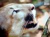 Cougar's face looking for prey