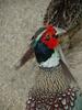 Ring-necked Pheasant Daejon Zooland - 2002/06/13 - common pheasant (Phasianus colchicus)