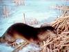 North American River Otter (VidCap) 2002/06/08