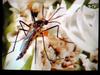 Mosquito 2002/06/13 on flower