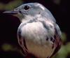 Cerulean Warbler