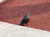 Blue Rockthrush