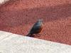 Blue Rockthrush