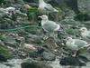 Herring Gulls