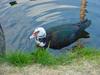 Muscovy duck