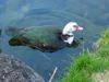 Muscovy duck