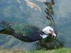 Muscovy duck