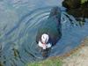 Muscovy duck