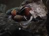 Mandarin duck (male)