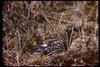 Spruce Grouse, Falcipennis canadensis