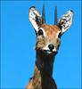 Oribi (test upload)