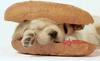 [Funny] Hot Dog
