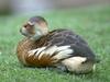 [Funny] Mongoose Duck?