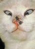 [Funny] Cross-eyed cat and a honeybee
