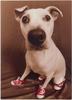 [Funny] Shoe dog
