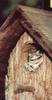 [Funny] Frog in bird house