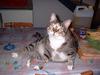 my cats