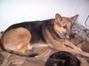 dogs