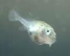 River puffer fry