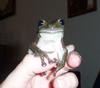 whites tree frog/ cousins