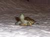 Red Ear Slider