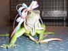 Attack Iguana