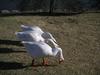 중국거위 Anser cygnoides (Swan Goose)